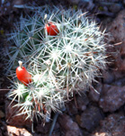 Cactus with fruit