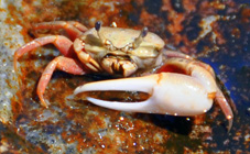 Violin crab