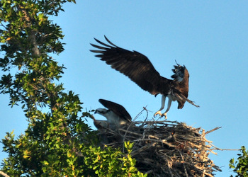 Nesting ospreys at Echo pond