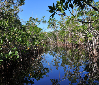 Mangrove maze