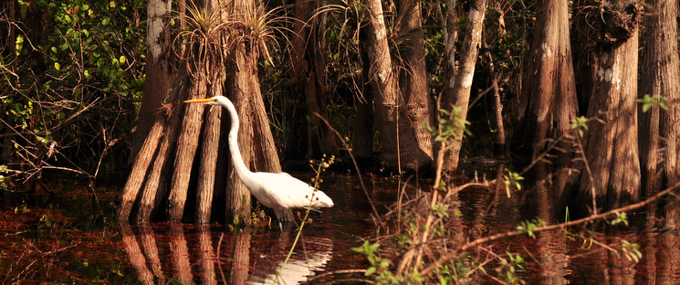 Great egret in a big cypress swamp