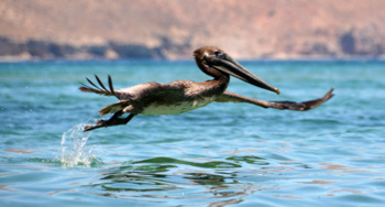Brown pelican taking off