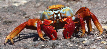 Colorado Crab