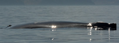 Humpback Whale Sleeping