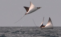Manta rays jumping