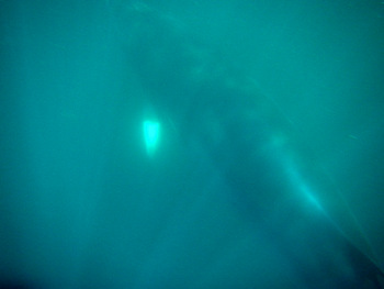 Minke Whale Underwater
