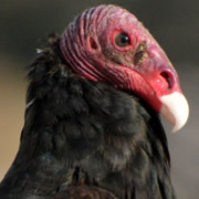 Turkey Vulture Close Up
