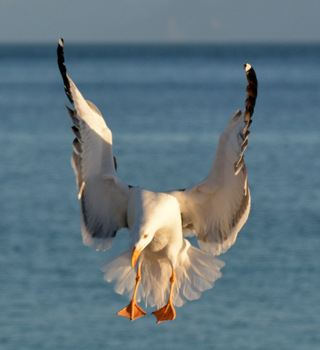 Yellow-footed gull landing