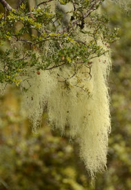 Moss hanging
