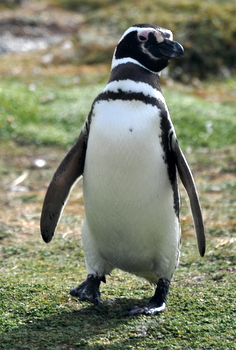 Magallanic penguin