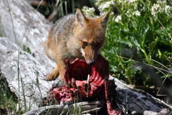 Red fox eating a beaver