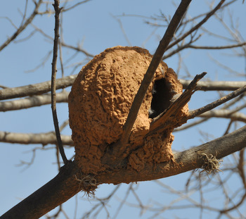 Cozy nest
