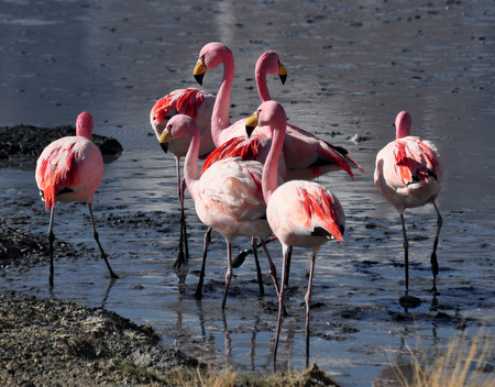 Flamingos at the Laguna Hedionda