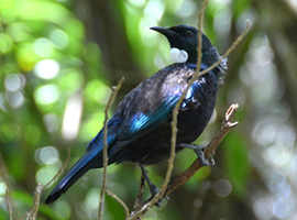 Tui