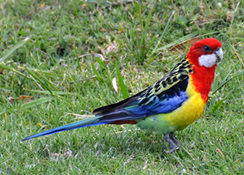 Eastern Rosella