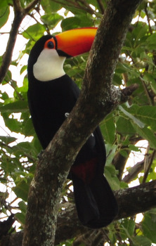 Toucan